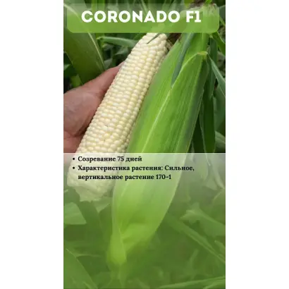 Coronado / Коронадо