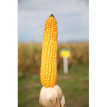 Cosmino / Косміно