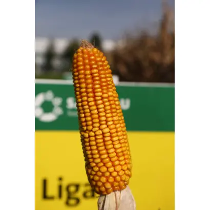 Ligato / Лігато