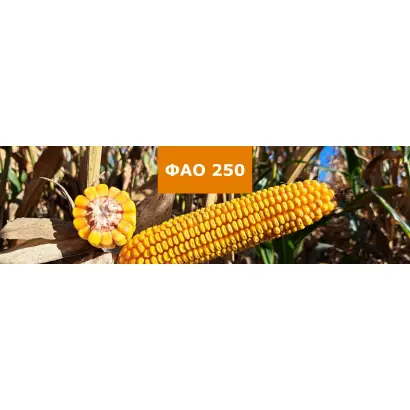 LID2020C / ЛІД2020Ц