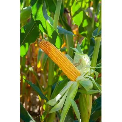 Luigi CS / Луіджі КС