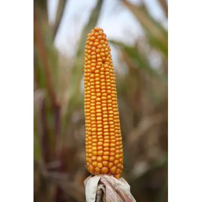 Magnato / Магнато