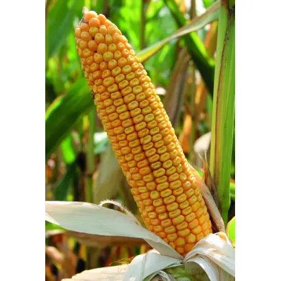 MAJONG / МАДЖОНГ