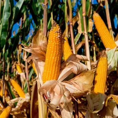 MAKEDO / МАКЕДО