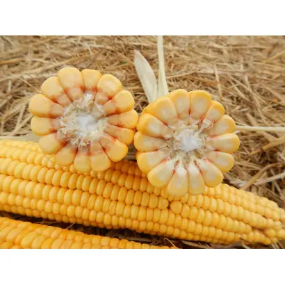 Maxima / Максіма