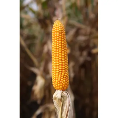 Marcamo / Маркамо