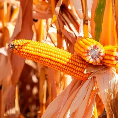 MAS 16B / МАС 16Б