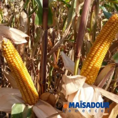 MAS 18L / МАС 18Л