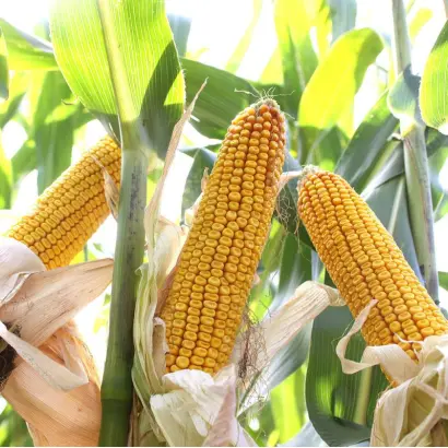 Matteo / Маттео