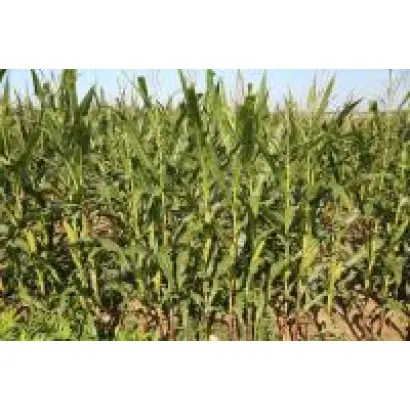 MAFATE / МАФАТЕ