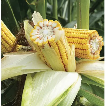 MV TC 277 / МВ ТС 277