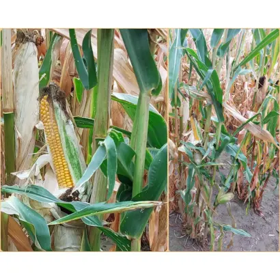 MILANNO / МІЛАННО