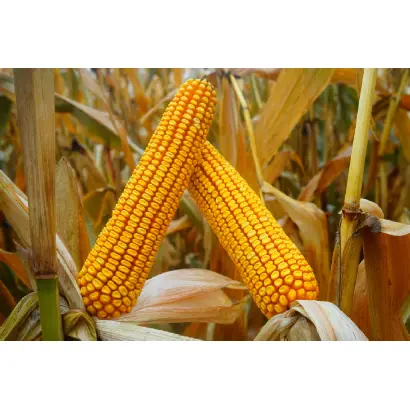 MOGABRIX / МОГАБРІКС