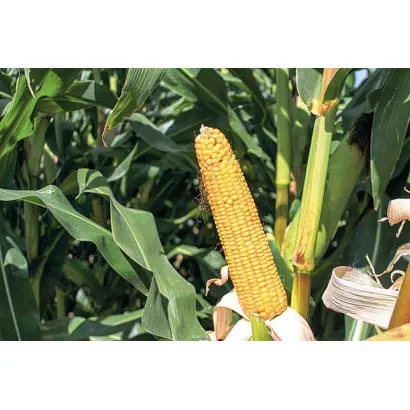 MOTIVI CS / МОТІВІ КС