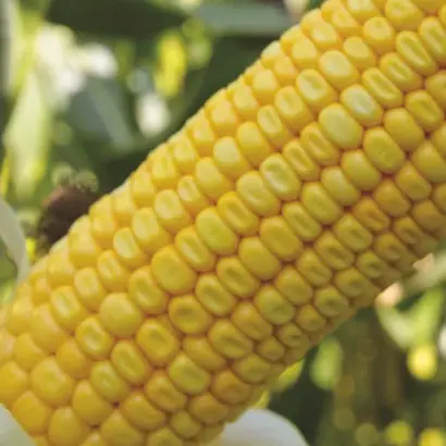 Naomi CS / Наомі КС