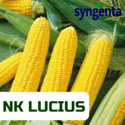 NK Lucius / НК Луціус