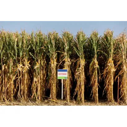 NEUTRINO / НОЙТРІНО