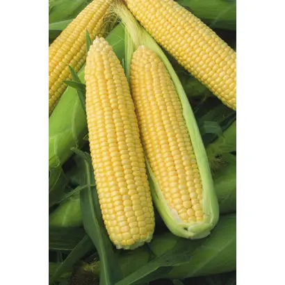 OVERSTONE / ОВЕРСТОУН