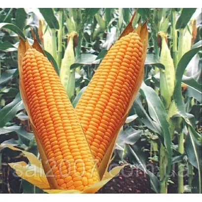 Олешківський