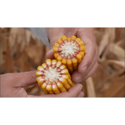 Oxanna / Оханна