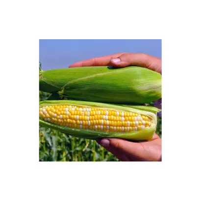 PESANTO / ПЕЗАНТО