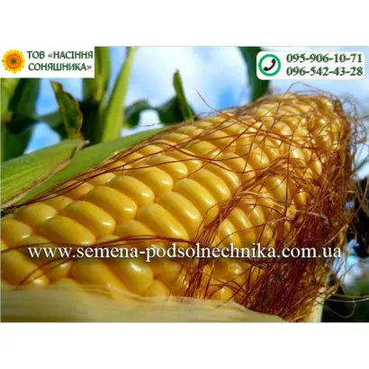 Pleven / Плевен