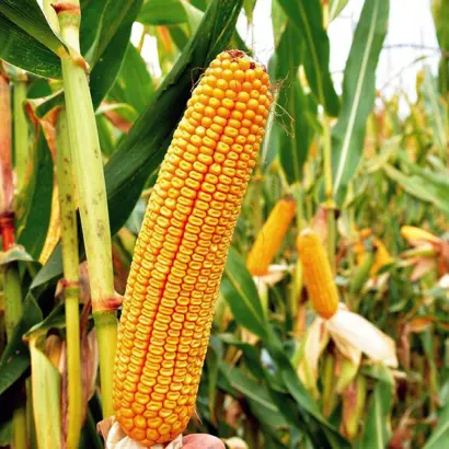 Подільський 274 СВ