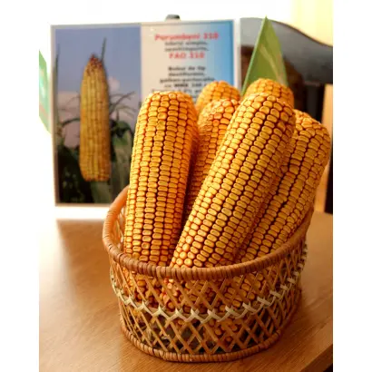 Porumbeni 375 / Порумбені 375