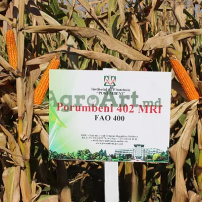 Porumbeni 402 / Порумбені 402