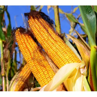 Porumbeni 461 / Порумбені 461