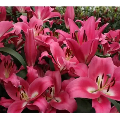 Profundo / Профундо