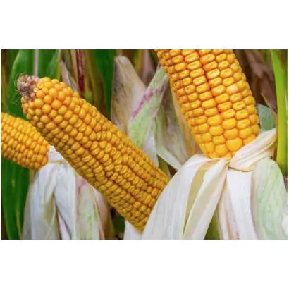 RGT ALYXX DUO / РЖТ АЛІККС ДУО