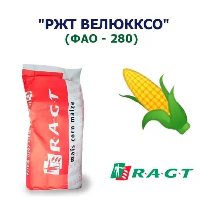 RGT Veluxxo / РЖТ Велюкксо