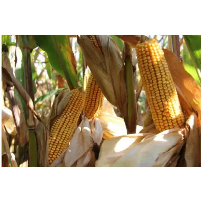 RGT HEXXAGONE / РЖТ ГЕККСАГОН