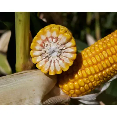 RGT HIMALAYAXX / РЖТ ГІМАЛАЯККС