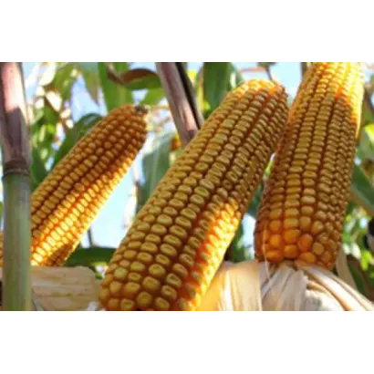 RGT INEDIXX / РЖТ ІНЕДІККС