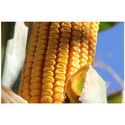 RGT LEXXTOUR / РЖТ ЛЕККСТУР