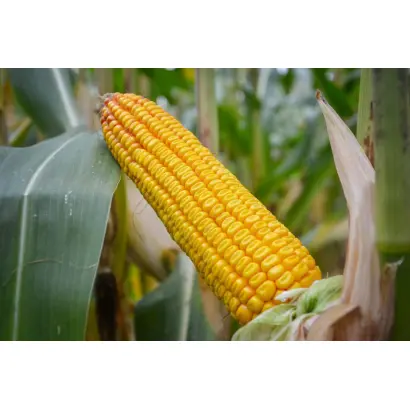 RGT OXXYMEL / РЖТ ОККСІМЕЛЬ