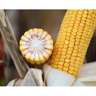 RGT TEXXIA / РЖТ ТЕККСІЯ