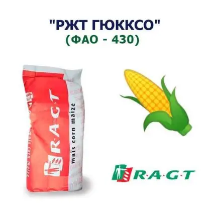 RGT FONXXIONEL / РЖТ ФОНККСЬOНЕЛЬ