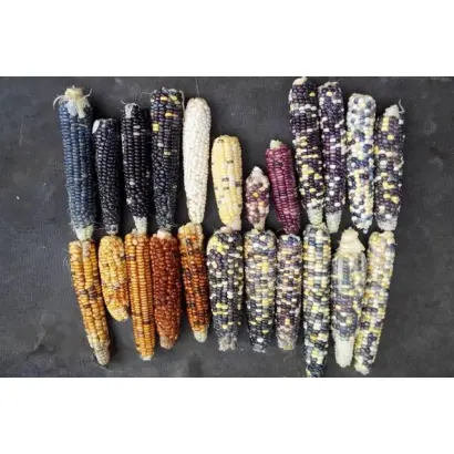 Rudesta / Рудеста