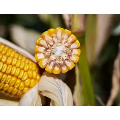 SAN ALEXI RH / САН АЛЕКСІ РХ