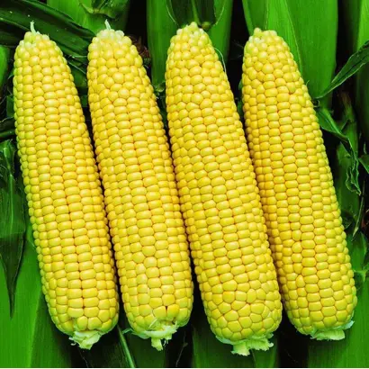 Sunbird / Санбірд