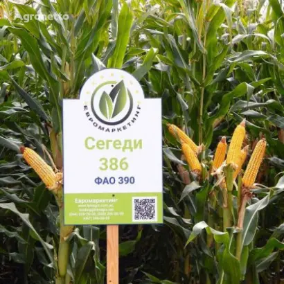 Szegedi 386 / Сегеді 386