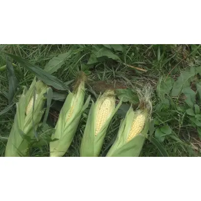 Celerina / Селеріна