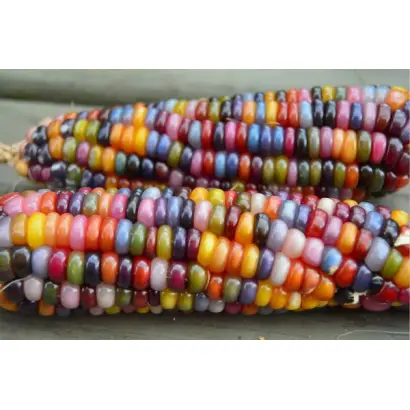 SEKENCE / СЕКЕНЦЕ