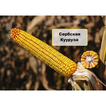 SERBILIA / СЕРБІЛІЯ