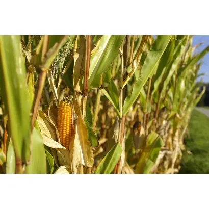 SY ENERMAX / СИ ЕНЕРМАКС