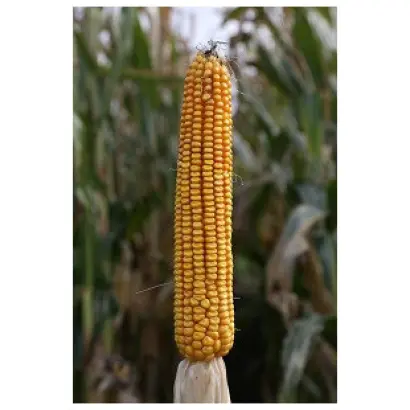 SILVANER / СИЛЬВАНЕР