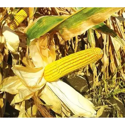 Скадовський